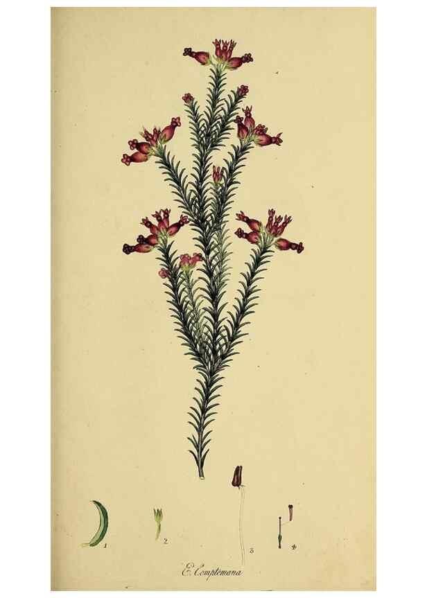 Reproducción/Reproduction 49721005311: The heathery, or, A monograph of the genus Erica :. London :Henry G. Bohn,1845.. 