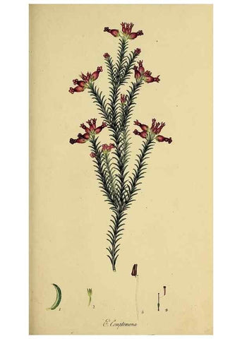 Reproducción/Reproduction 49721005311: The heathery, or, A monograph of the genus Erica :. London :Henry G. Bohn,1845.. 