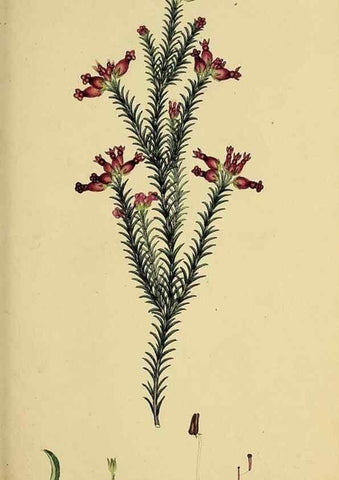 Reproducción/Reproduction 49721005311: The heathery, or, A monograph of the genus Erica :. London :Henry G. Bohn,1845.. 
