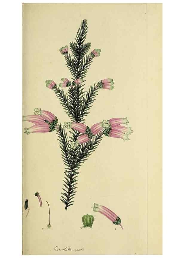 Reproducción/Reproduction 49721319157: The heathery, or, A monograph of the genus Erica :. London :Henry G. Bohn,1845.. 