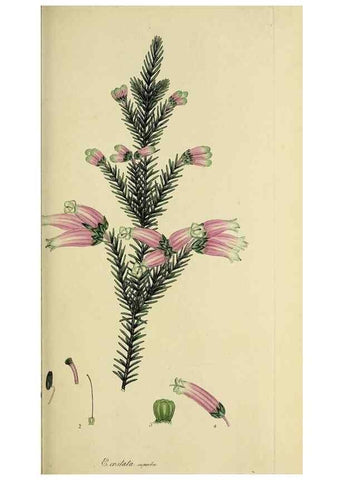 Reproducción/Reproduction 49721319157: The heathery, or, A monograph of the genus Erica :. London :Henry G. Bohn,1845.. 