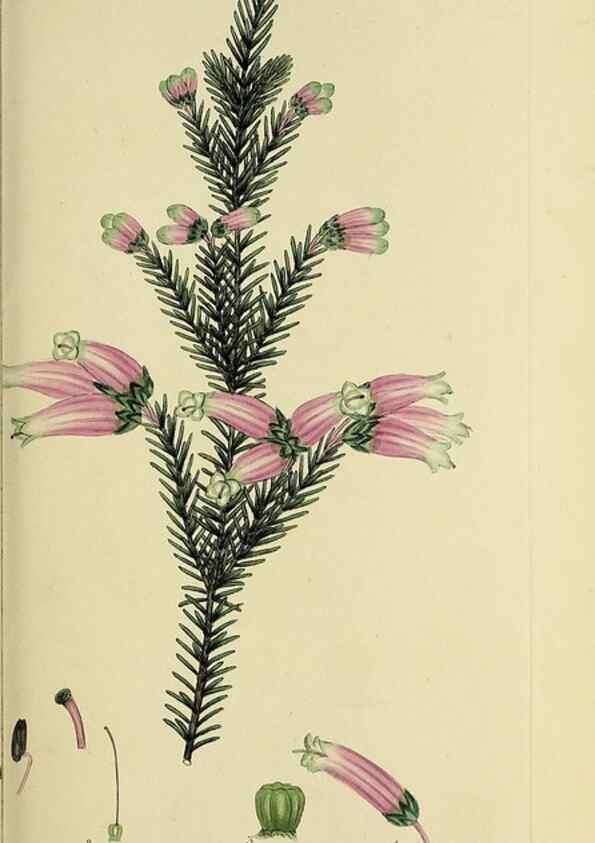 Reproducción/Reproduction 49721319157: The heathery, or, A monograph of the genus Erica :. London :Henry G. Bohn,1845.. 