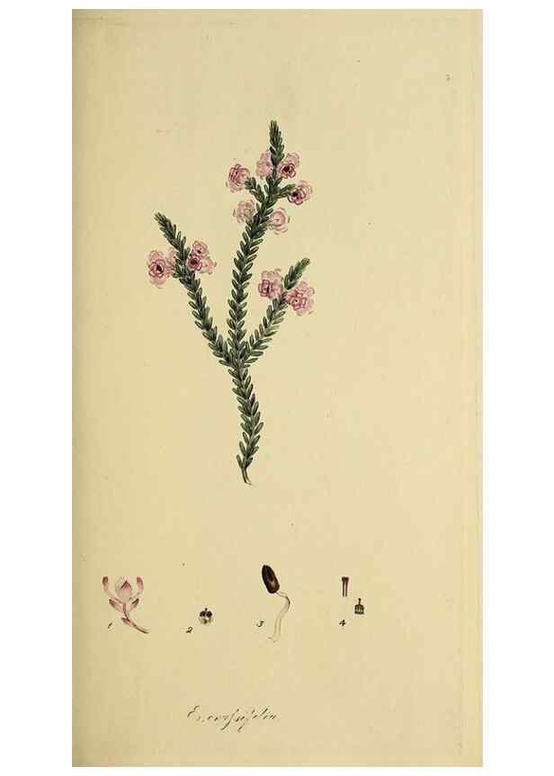Reproducción/Reproduction 49721319472: The heathery, or, A monograph of the genus Erica :. London :Henry G. Bohn,1845.. 