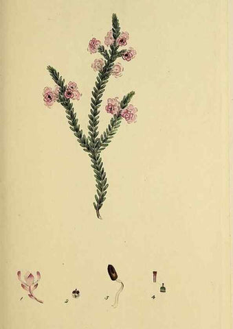 Reproducción/Reproduction 49721319472: The heathery, or, A monograph of the genus Erica :. London :Henry G. Bohn,1845.. 