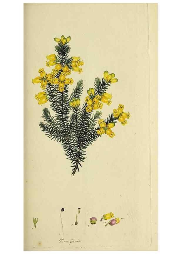 Reproducción/Reproduction 49721006141: The heathery, or, A monograph of the genus Erica :. London :Henry G. Bohn,1845.. 