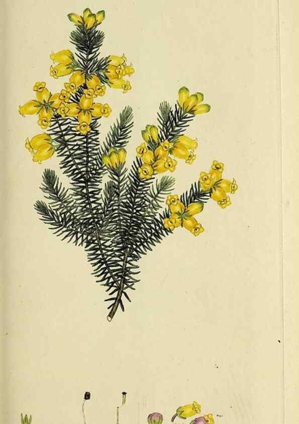 Reproducción/Reproduction 49721006141: The heathery, or, A monograph of the genus Erica :. London :Henry G. Bohn,1845.. 
