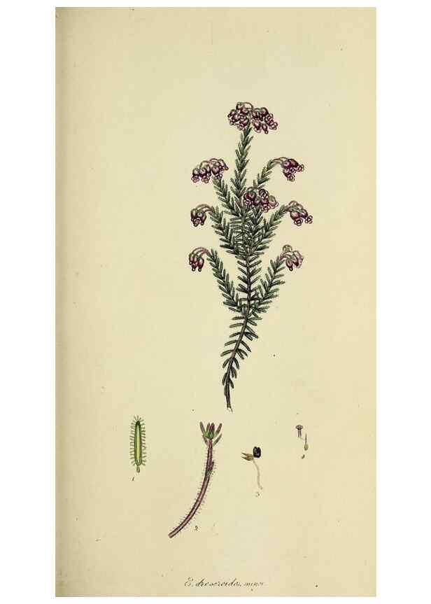 Reproducción/Reproduction 49720468133: The heathery, or, A monograph of the genus Erica :. London :Henry G. Bohn,1845.. 