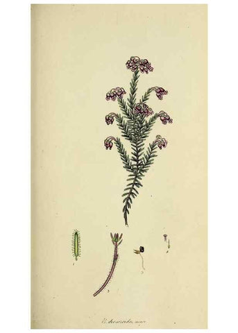 Reproducción/Reproduction 49720468133: The heathery, or, A monograph of the genus Erica :. London :Henry G. Bohn,1845.. 
