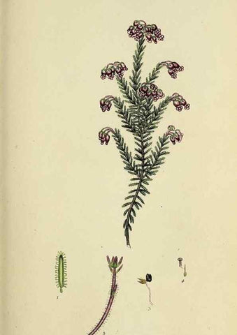 Reproducción/Reproduction 49720468133: The heathery, or, A monograph of the genus Erica :. London :Henry G. Bohn,1845.. 