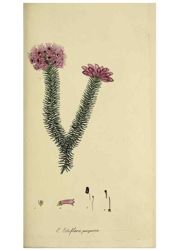 Reproducción/Reproduction 49721006686: The heathery, or, A monograph of the genus Erica :. London :Henry G. Bohn,1845.. 
