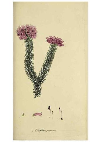 Reproducción/Reproduction 49721006686: The heathery, or, A monograph of the genus Erica :. London :Henry G. Bohn,1845.. 