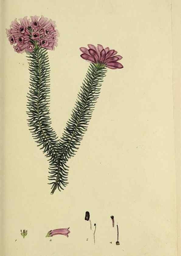 Reproducción/Reproduction 49721006686: The heathery, or, A monograph of the genus Erica :. London :Henry G. Bohn,1845.. 
