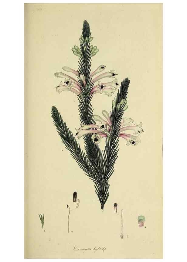 Reproducción/Reproduction 49720468708: The heathery, or, A monograph of the genus Erica :. London :Henry G. Bohn,1845.. 