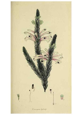 Reproducción/Reproduction 49720468708: The heathery, or, A monograph of the genus Erica :. London :Henry G. Bohn,1845.. 