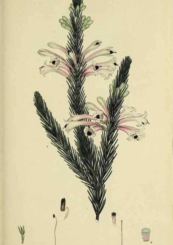 Reproducción/Reproduction 49720468708: The heathery, or, A monograph of the genus Erica :. London :Henry G. Bohn,1845.. 