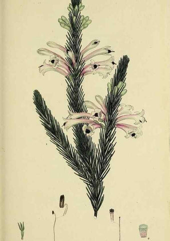 Reproducción/Reproduction 49720468708: The heathery, or, A monograph of the genus Erica :. London :Henry G. Bohn,1845.. 