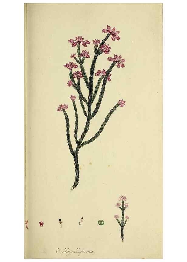 Reproducción/Reproduction 49720468983: The heathery, or, A monograph of the genus Erica :. London :Henry G. Bohn,1845.. 