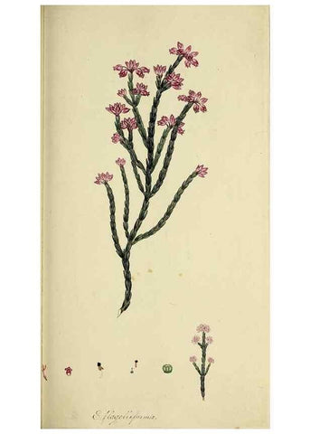 Reproducción/Reproduction 49720468983: The heathery, or, A monograph of the genus Erica :. London :Henry G. Bohn,1845.. 