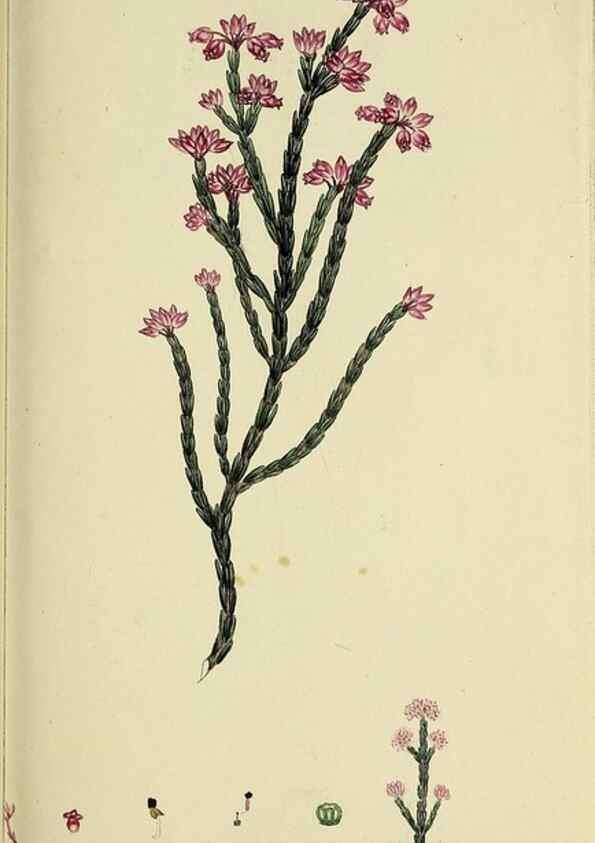Reproducción/Reproduction 49720468983: The heathery, or, A monograph of the genus Erica :. London :Henry G. Bohn,1845.. 