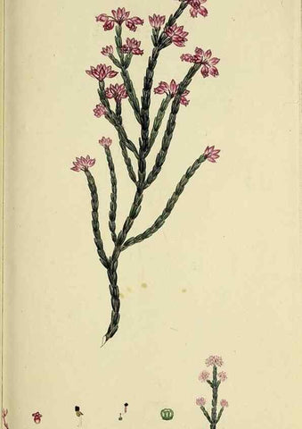 Reproducción/Reproduction 49720468983: The heathery, or, A monograph of the genus Erica :. London :Henry G. Bohn,1845.. 
