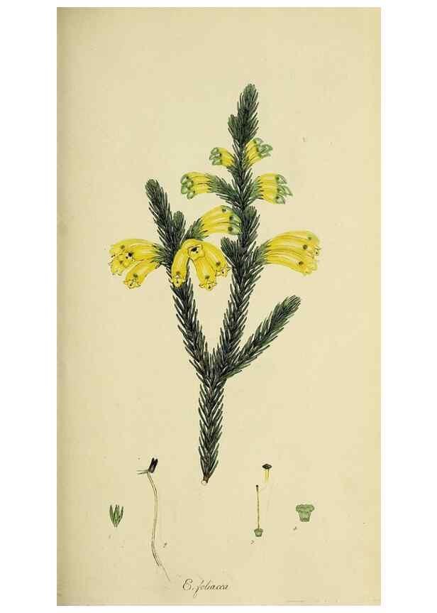 Reproducción/Reproduction 49721007411: The heathery, or, A monograph of the genus Erica :. London :Henry G. Bohn,1845.. 