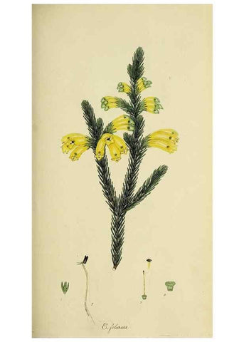 Reproducción/Reproduction 49721007411: The heathery, or, A monograph of the genus Erica :. London :Henry G. Bohn,1845.. 