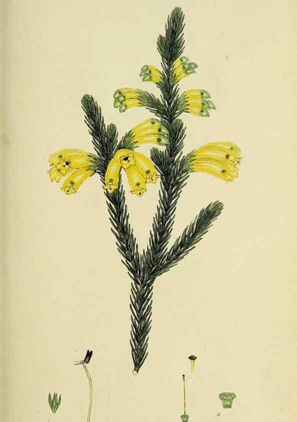 Reproducción/Reproduction 49721007411: The heathery, or, A monograph of the genus Erica :. London :Henry G. Bohn,1845.. 