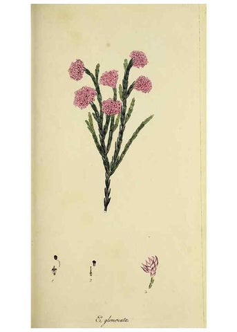 Reproducción/Reproduction 49721321467: The heathery, or, A monograph of the genus Erica :. London :Henry G. Bohn,1845.. 