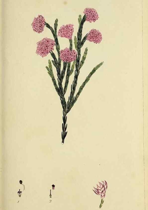 Reproducción/Reproduction 49721321467: The heathery, or, A monograph of the genus Erica :. London :Henry G. Bohn,1845.. 