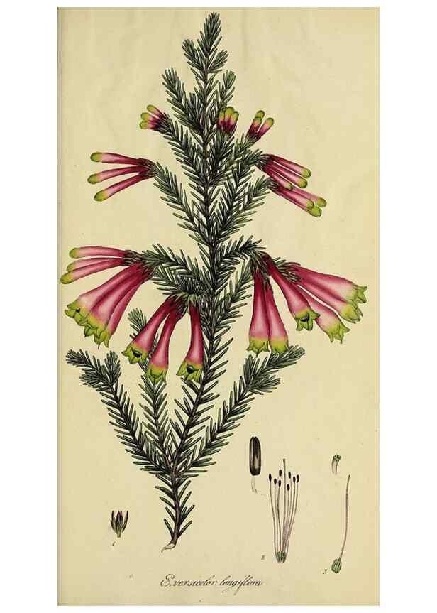 Reproducción/Reproduction 49721055762: The heathery, or, A monograph of the genus Erica :. London :Henry G. Bohn,1845.. 