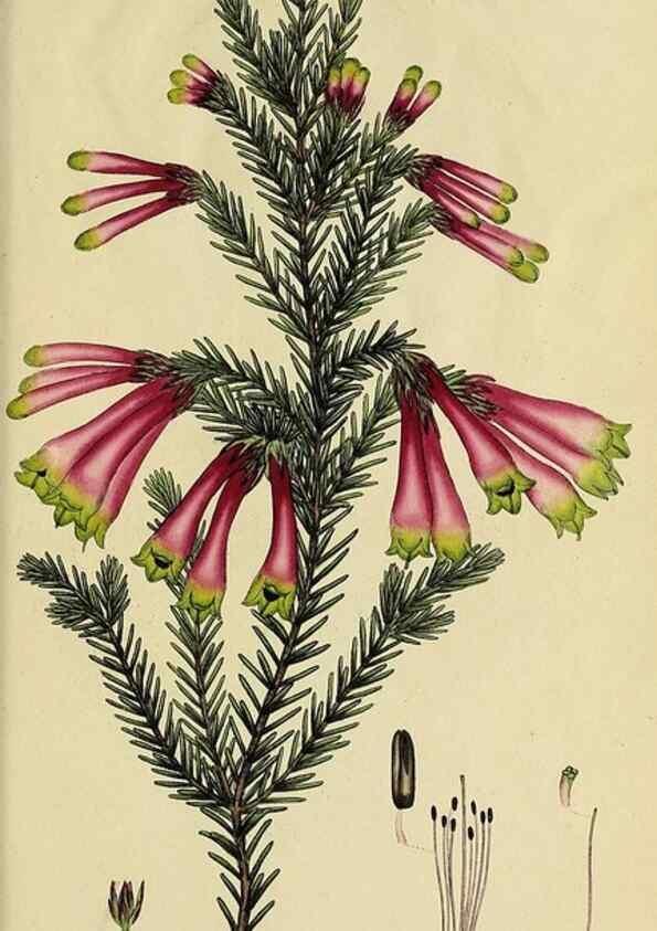 Reproducción/Reproduction 49721055762: The heathery, or, A monograph of the genus Erica :. London :Henry G. Bohn,1845.. 