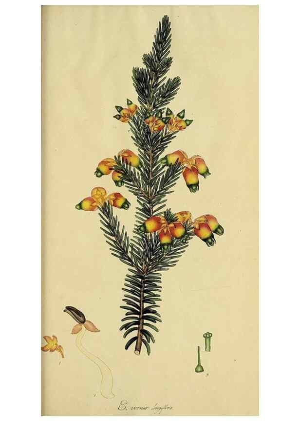 Reproducción/Reproduction 49720740326: The heathery, or, A monograph of the genus Erica :. London :Henry G. Bohn,1845.. 