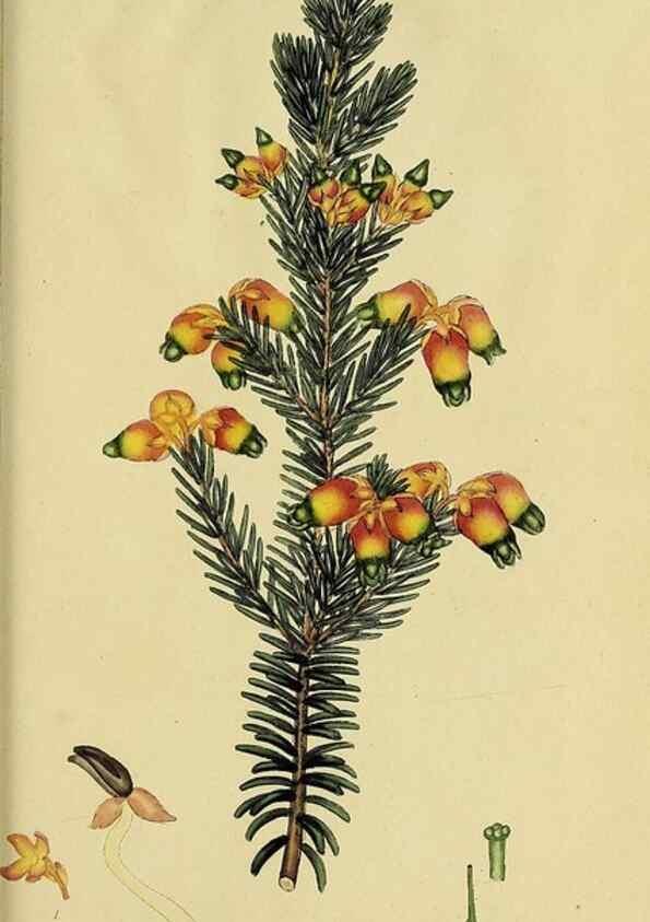Reproducción/Reproduction 49720740326: The heathery, or, A monograph of the genus Erica :. London :Henry G. Bohn,1845.. 