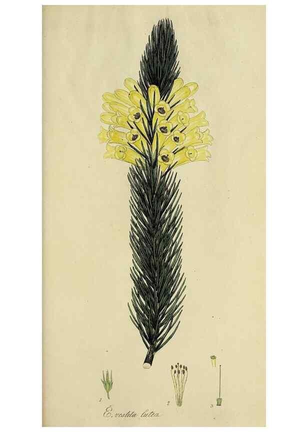 Reproducción/Reproduction 49720739986: The heathery, or, A monograph of the genus Erica :. London :Henry G. Bohn,1845.. 