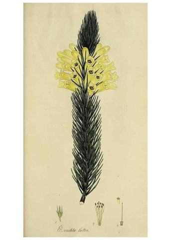 Reproducción/Reproduction 49720739986: The heathery, or, A monograph of the genus Erica :. London :Henry G. Bohn,1845.. 