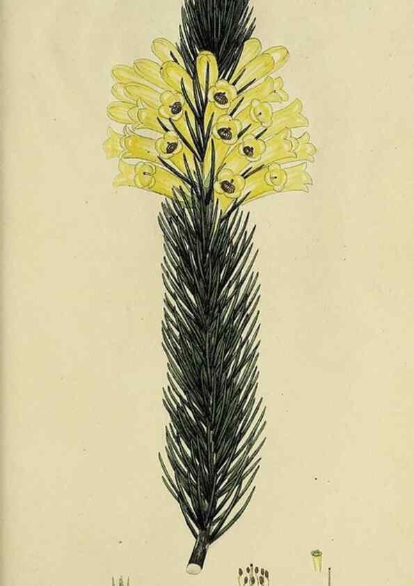 Reproducción/Reproduction 49720739986: The heathery, or, A monograph of the genus Erica :. London :Henry G. Bohn,1845.. 