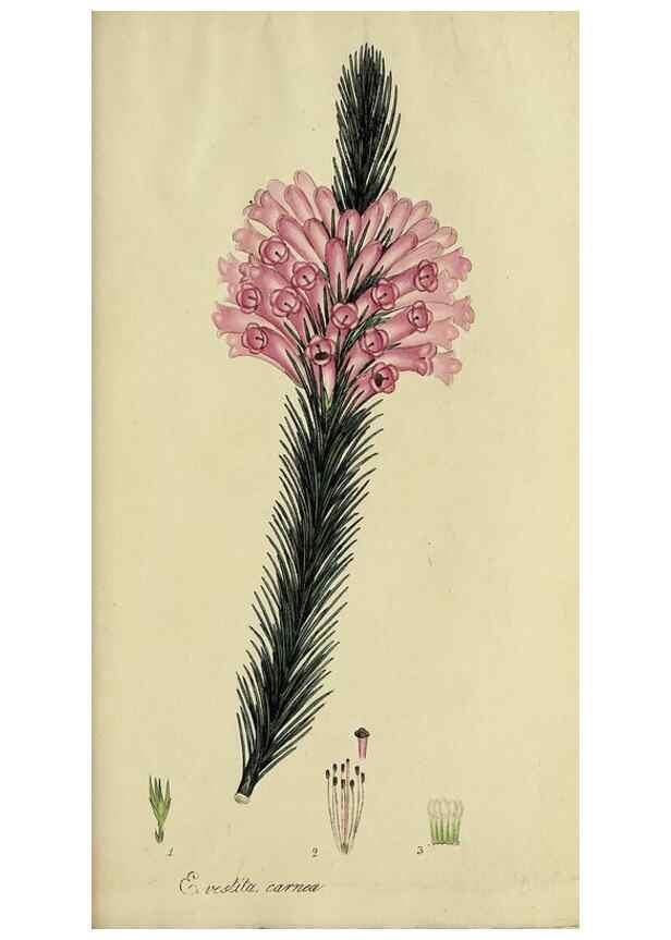 Reproducción/Reproduction 49720739716: The heathery, or, A monograph of the genus Erica :. London :Henry G. Bohn,1845.. 