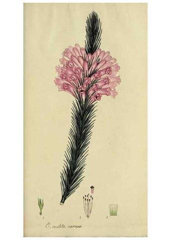 Reproducción/Reproduction 49720739716: The heathery, or, A monograph of the genus Erica :. London :Henry G. Bohn,1845.. 