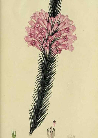 Reproducción/Reproduction 49720739716: The heathery, or, A monograph of the genus Erica :. London :Henry G. Bohn,1845.. 