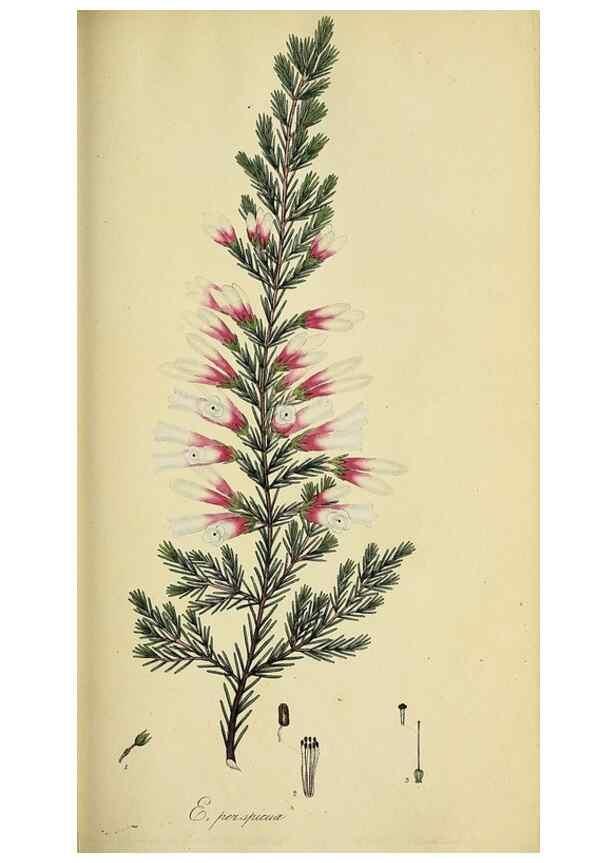 Reproducción/Reproduction 49720197463: The heathery, or, A monograph of the genus Erica :. London :Henry G. Bohn,1845.. 