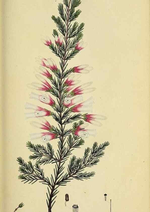 Reproducción/Reproduction 49720197463: The heathery, or, A monograph of the genus Erica :. London :Henry G. Bohn,1845.. 