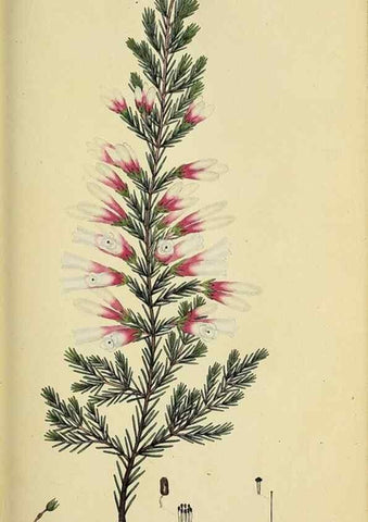 Reproducción/Reproduction 49720197463: The heathery, or, A monograph of the genus Erica :. London :Henry G. Bohn,1845.. 