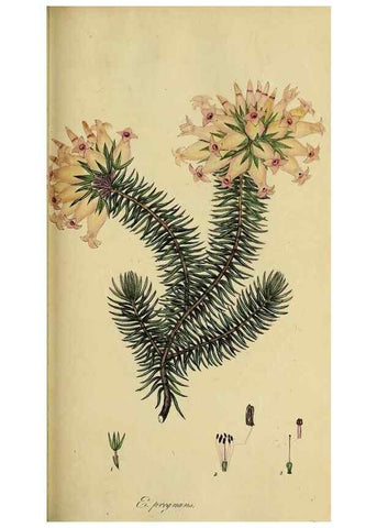 Reproducción/Reproduction 49721049692: The heathery, or, A monograph of the genus Erica :. London :Henry G. Bohn,1845.. 