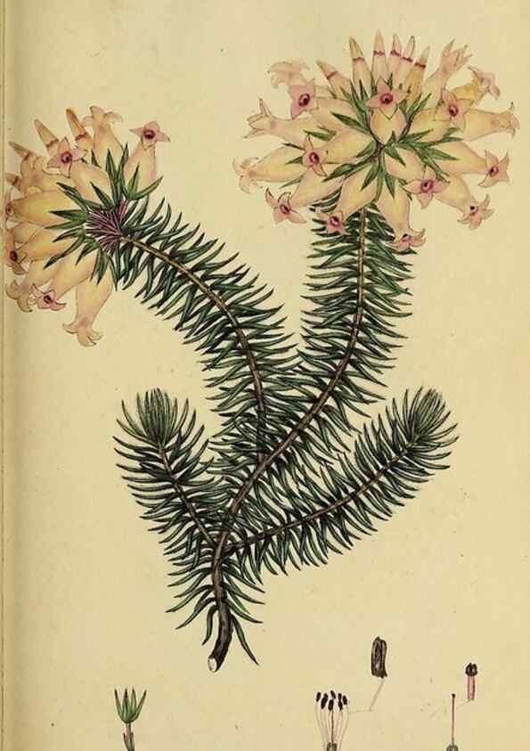 Reproducción/Reproduction 49721049692: The heathery, or, A monograph of the genus Erica :. London :Henry G. Bohn,1845.. 