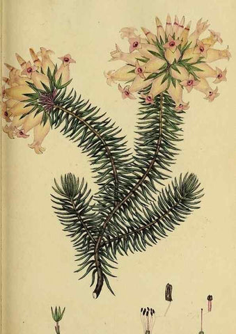 Reproducción/Reproduction 49721049692: The heathery, or, A monograph of the genus Erica :. London :Henry G. Bohn,1845.. 