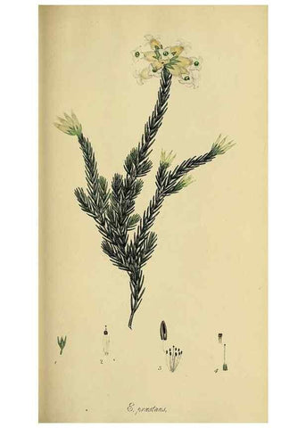 Reproducción/Reproduction 49720198063: The heathery, or, A monograph of the genus Erica :. London :Henry G. Bohn,1845.. 
