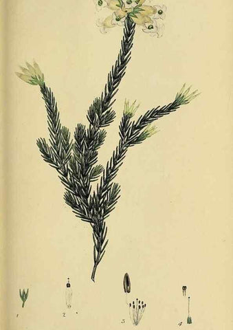 Reproducción/Reproduction 49720198063: The heathery, or, A monograph of the genus Erica :. London :Henry G. Bohn,1845.. 