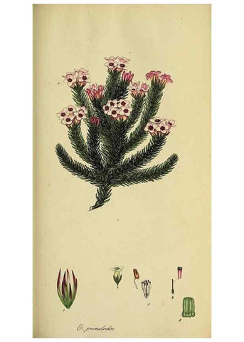 Reproducción/Reproduction 49720198393: The heathery, or, A monograph of the genus Erica :. London :Henry G. Bohn,1845.. 