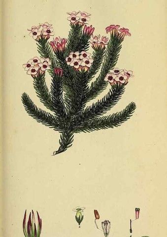 Reproducción/Reproduction 49720198393: The heathery, or, A monograph of the genus Erica :. London :Henry G. Bohn,1845.. 