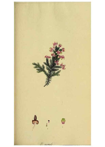 Reproducción/Reproduction 49721050497: The heathery, or, A monograph of the genus Erica :. London :Henry G. Bohn,1845.. 